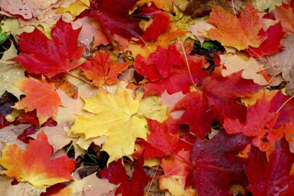 fallen sugar maple leaves, Order of Bards, Ovates & Druids.