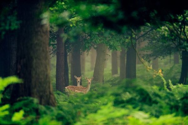 fallow deer, Order of Bards, Ovates & Druids.