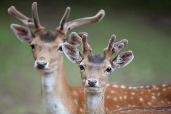 fallow velvet, Order of Bards, Ovates & Druids.
