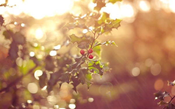 fantastic nature macro 1, Order of Bards, Ovates & Druids.