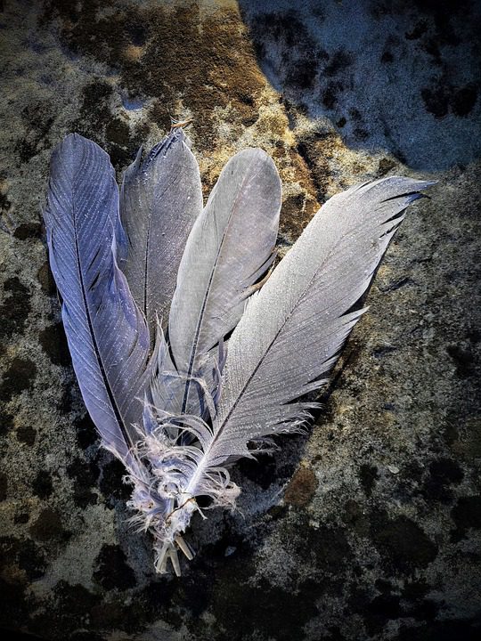 feathers 5047164 960 720, Order of Bards, Ovates & Druids.