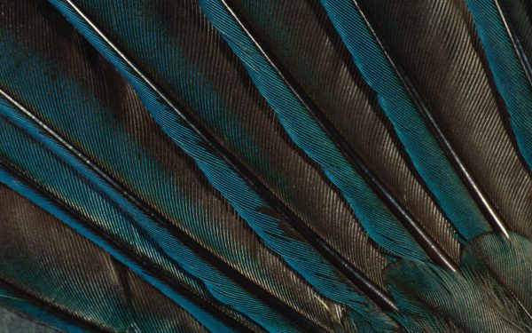 feathers, Order of Bards, Ovates & Druids.