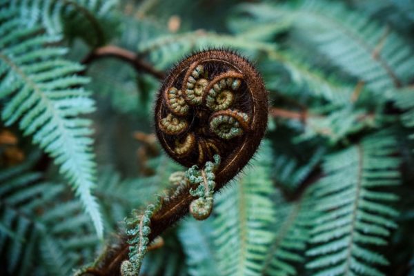 fern frond, Order of Bards, Ovates & Druids.