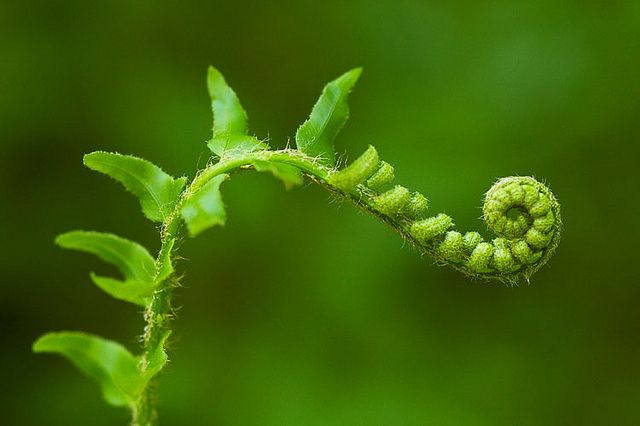 fern spiral, Order of Bards, Ovates & Druids.