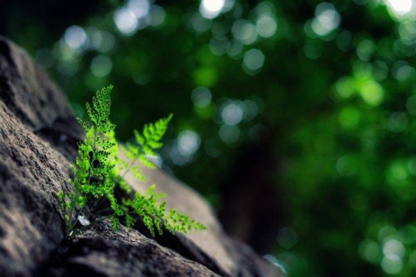 ferns rock, Order of Bards, Ovates & Druids.