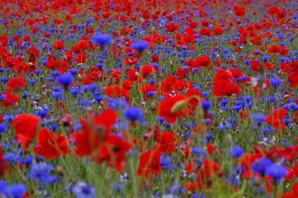 field of poppies 753905 1280, Order of Bards, Ovates & Druids.