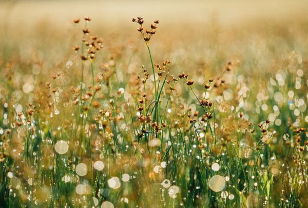 floral background flower balance, Order of Bards, Ovates & Druids.