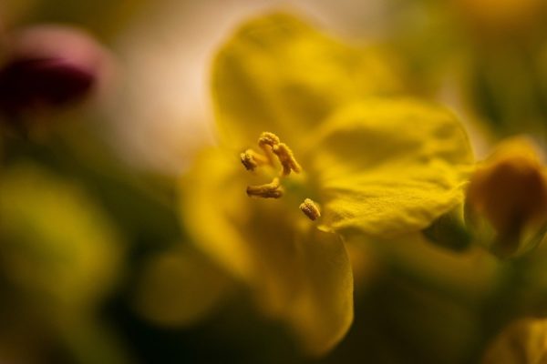 flower 5120382 960 720, Order of Bards, Ovates & Druids.