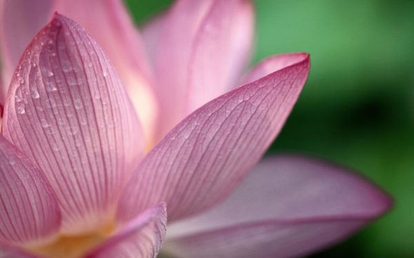 flower lotus macro photo 1, Order of Bards, Ovates & Druids.