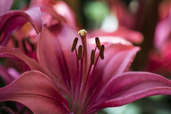 Flower Nature Peaceful 2101548, Order of Bards, Ovates & Druids.