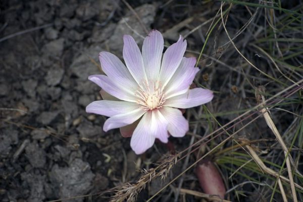 flower wildflower nature peaceful, Order of Bards, Ovates & Druids.