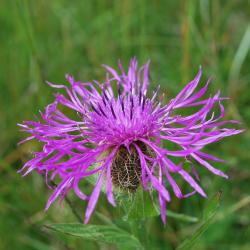 FlowerDiana | Order of Bards, Ovates & Druids FlowerDiana, Order of Bards, Ovates & Druids.