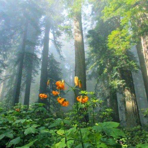 flowers forest, Order of Bards, Ovates & Druids.
