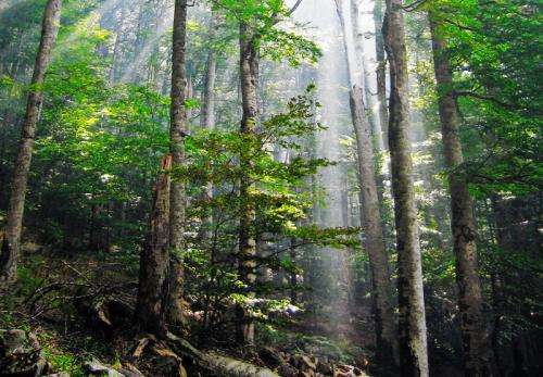 forest 1, Order of Bards, Ovates & Druids.