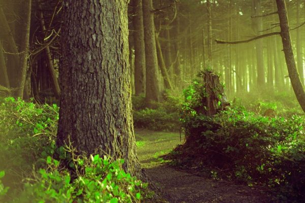 forest 4395995 960 720, Order of Bards, Ovates & Druids.