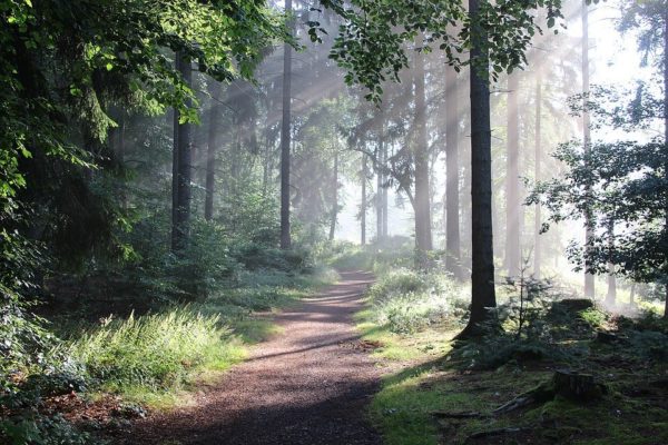 forest 4495701 960 720, Order of Bards, Ovates & Druids.