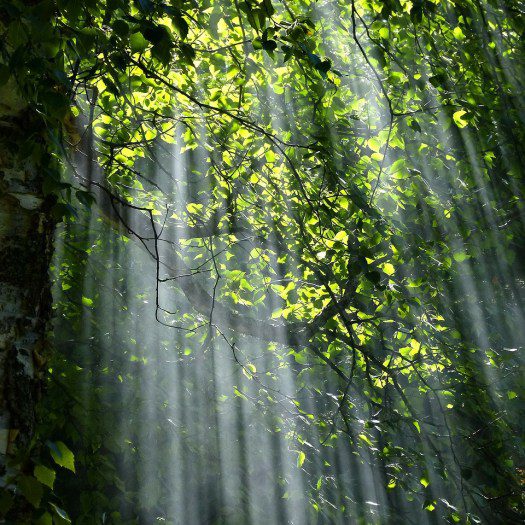 forest 56930 1280 e1574529812483, Order of Bards, Ovates & Druids.