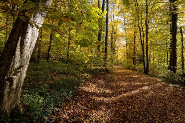 forest 5735741 960 720, Order of Bards, Ovates & Druids.