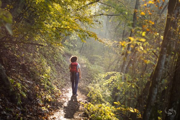 Forest Bathing 4, Order of Bards, Ovates & Druids.