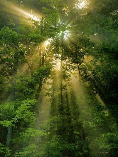 forest beams 2, Order of Bards, Ovates & Druids.