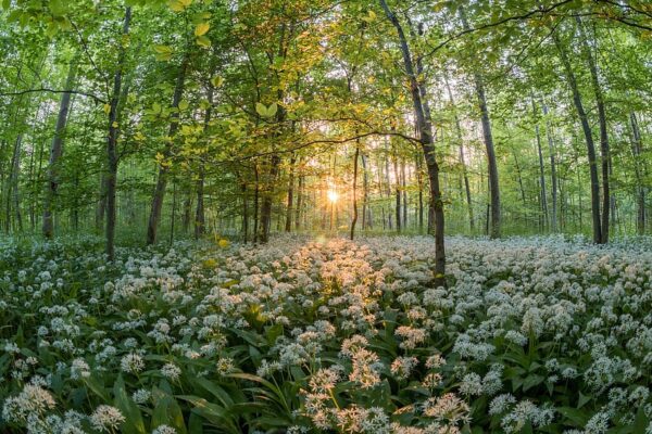 forest bear s garlic sunset sun, Order of Bards, Ovates & Druids.
