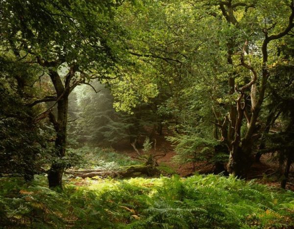 forest clearing, Order of Bards, Ovates & Druids.