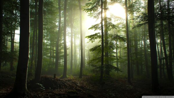 forest light sun, Order of Bards, Ovates & Druids.