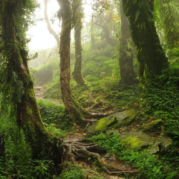 forest mossy, Order of Bards, Ovates & Druids.