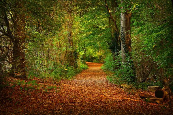 forest path 3818497 1280, Order of Bards, Ovates & Druids.