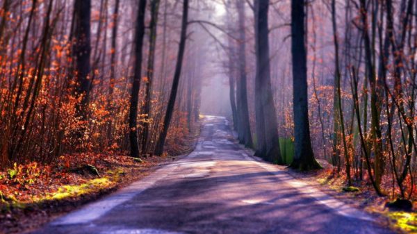 forest road sunlight nature calm 1080P wallpaper middle size, Order of Bards, Ovates & Druids.