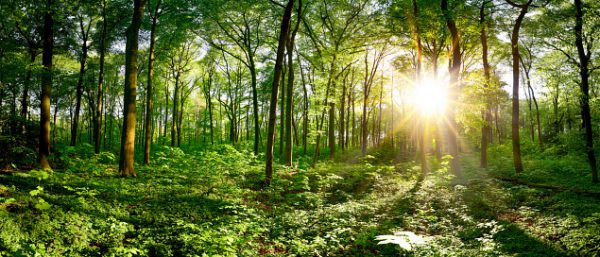 forest sun green, Order of Bards, Ovates & Druids.
