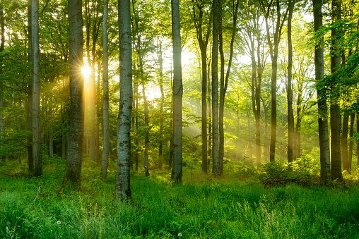 forest sun green trunks, Order of Bards, Ovates & Druids.