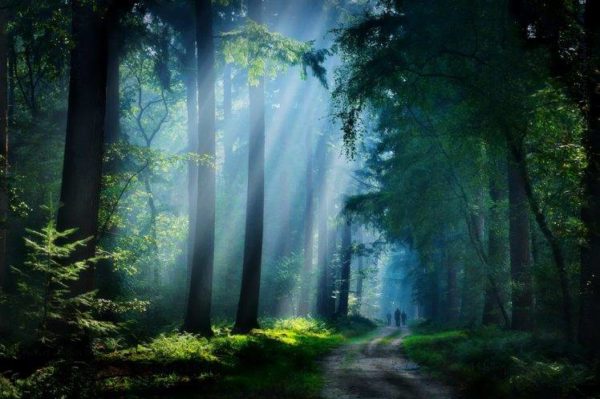 forest walking, Order of Bards, Ovates & Druids.