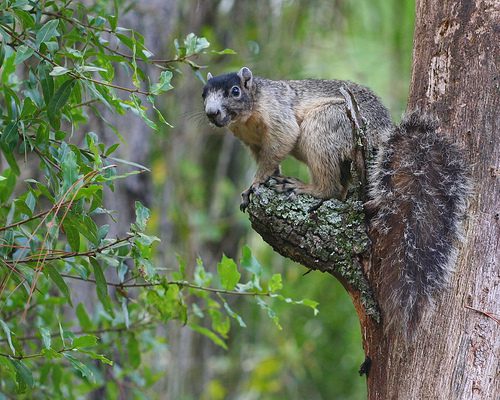 fox squirrel, Order of Bards, Ovates & Druids.