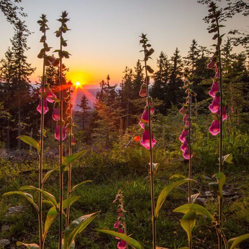 foxglove 1, Order of Bards, Ovates & Druids.