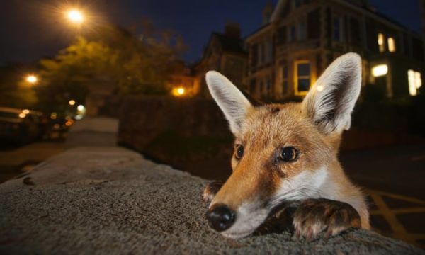 foxy curiosity, Order of Bards, Ovates & Druids.
