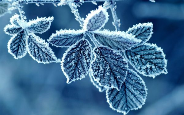 frost 008, Order of Bards, Ovates & Druids.