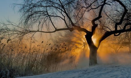 frosty willow, Order of Bards, Ovates & Druids.