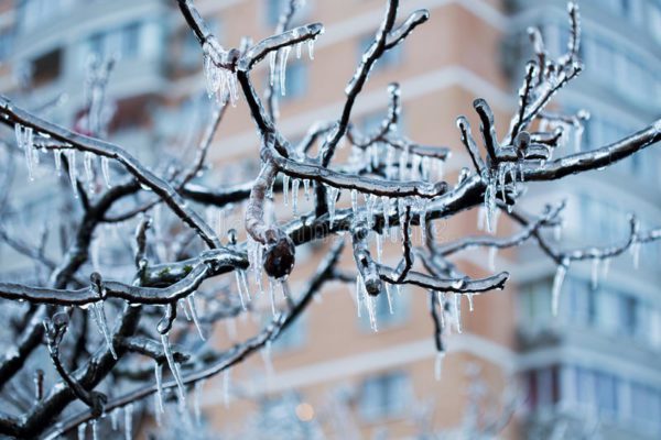 frozen ice branches tree 37018528, Order of Bards, Ovates & Druids.