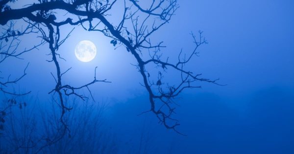 full moon peeking tree branches fog, Order of Bards, Ovates & Druids.