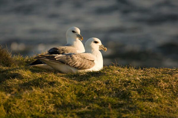 fulmars, Order of Bards, Ovates & Druids.