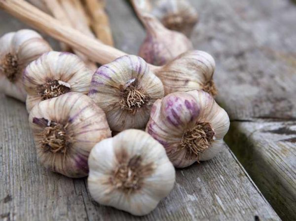 garlic, Order of Bards, Ovates & Druids.
