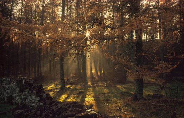 Generic autumnal woodalnd 1, Order of Bards, Ovates & Druids.
