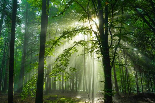 german forest, Order of Bards, Ovates & Druids.