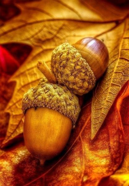 golden acorns, Order of Bards, Ovates & Druids.