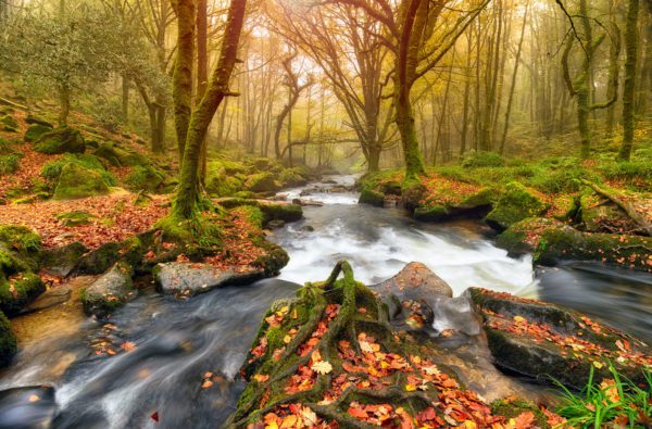 golitha falls autumn, Order of Bards, Ovates & Druids.