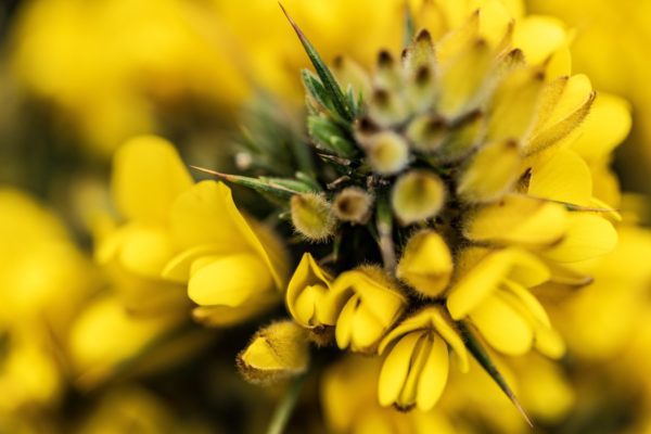 gorse 1, Order of Bards, Ovates & Druids.