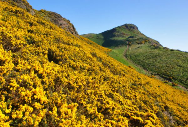 gorse, Order of Bards, Ovates & Druids.