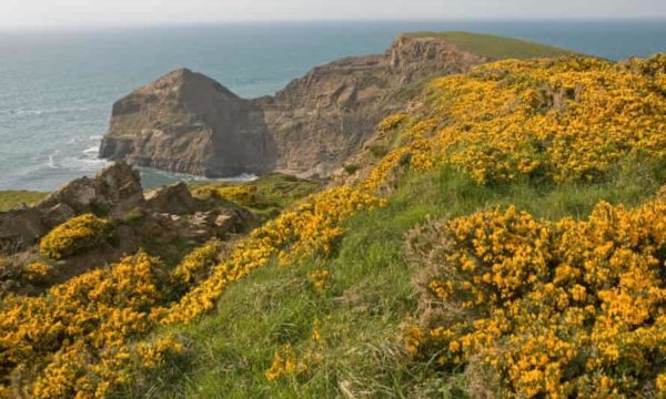 gorse cornwall, Order of Bards, Ovates & Druids.