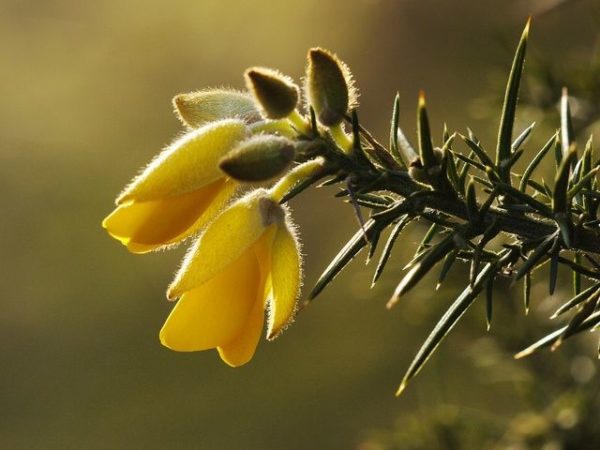 gorse macro, Order of Bards, Ovates & Druids.